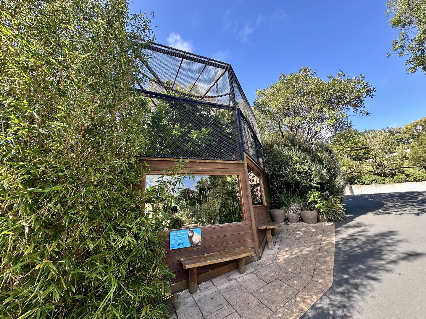 Brown Capuchin Exhibit