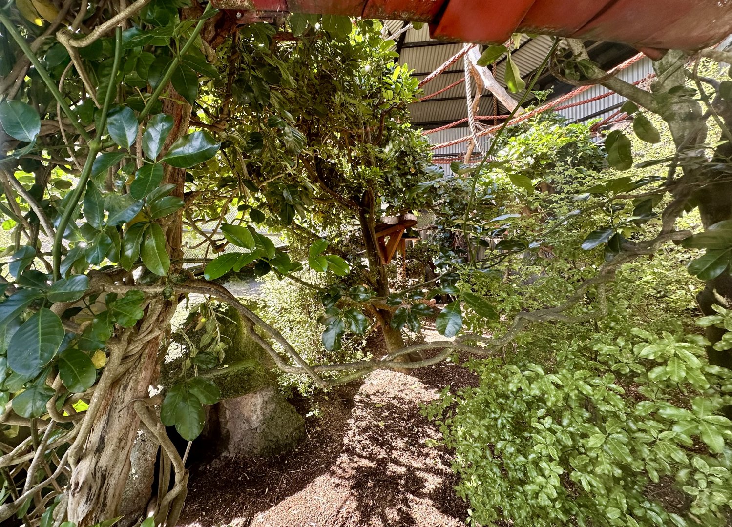 Brown Capuchin Exhibit