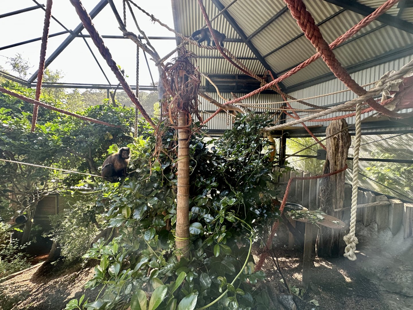 Brown Capuchin Exhibit
