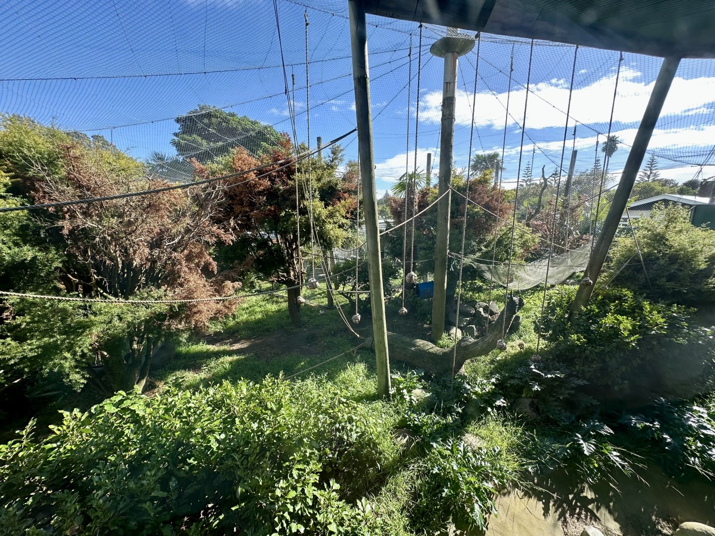 Brown Capuchin Exhibit