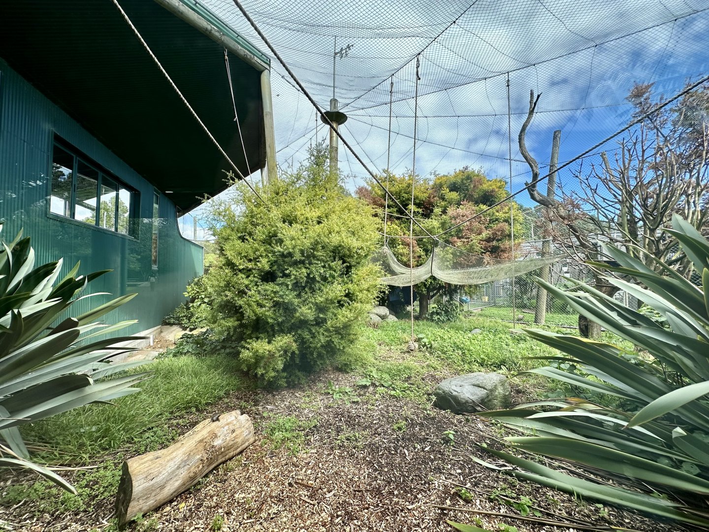 Brown Capuchin Exhibit