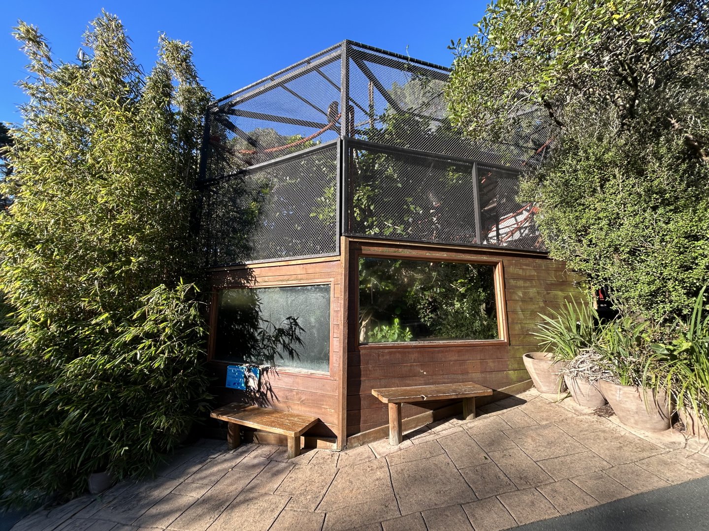 Brown Capuchin Exhibit