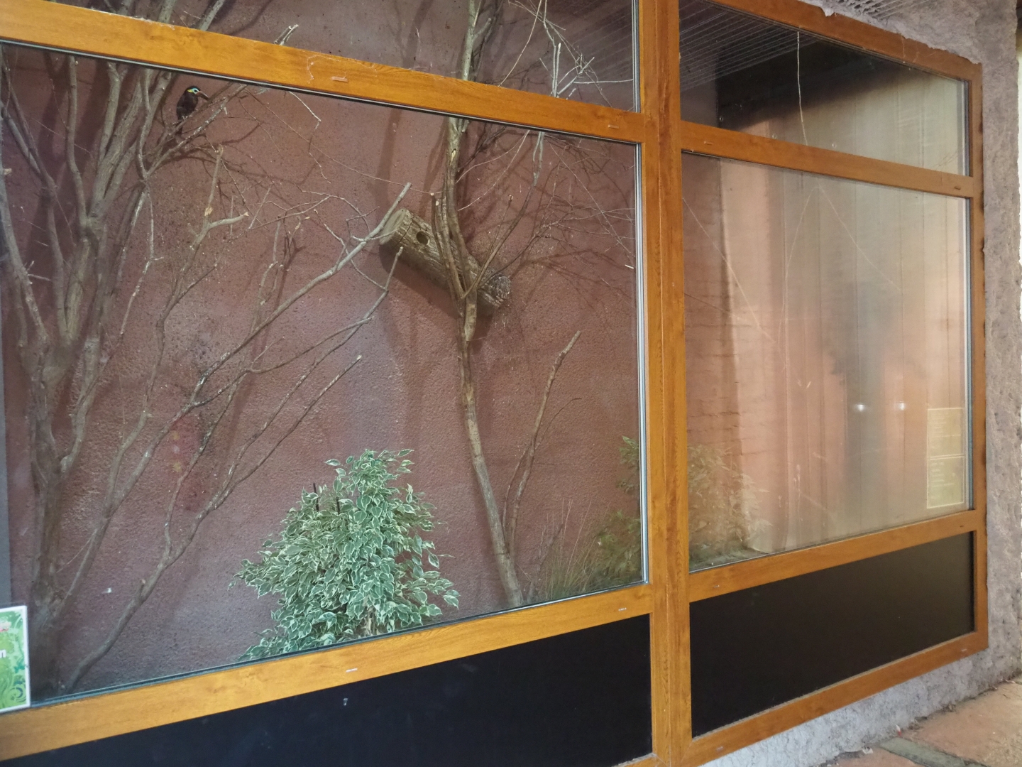 Brown capuchin - Guyanan toucanet - Crested wood partridge exhibit (Aug 28th, 2018)