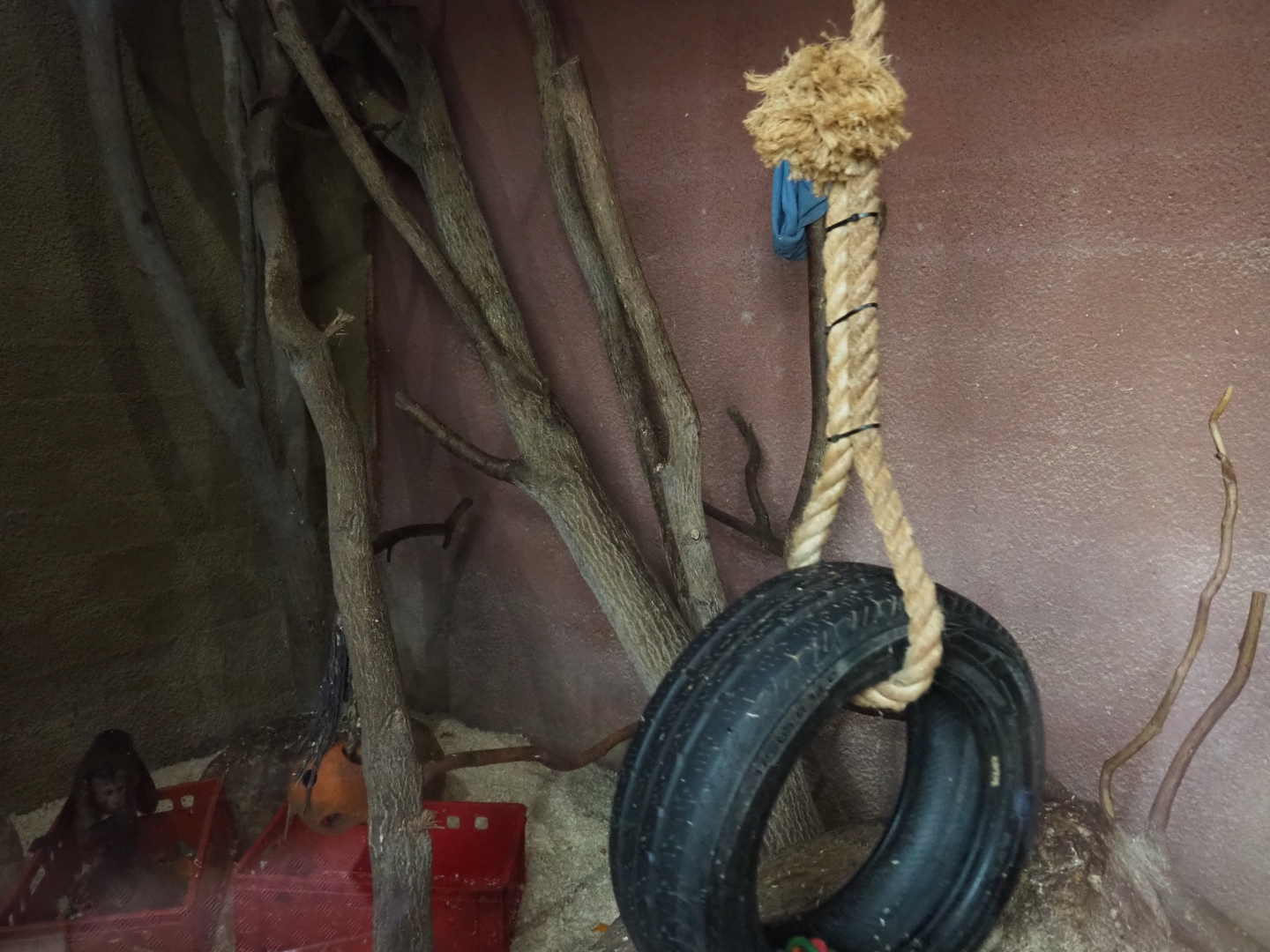 Brown capuchin - Guyanan toucanet - Crested wood partridge exhibit (Aug 28th, 2018)