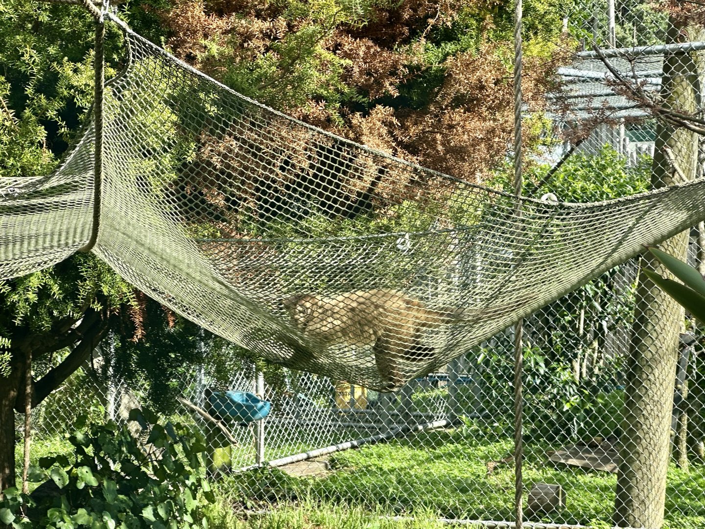 Brown Capuchin Hammocks