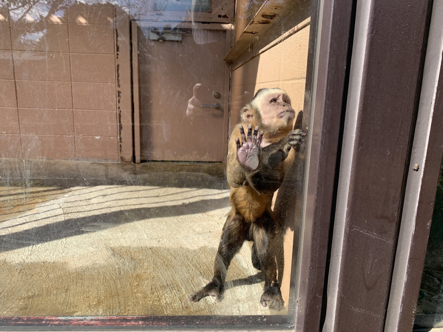 Brown Capuchin (Himeji City Zoo)