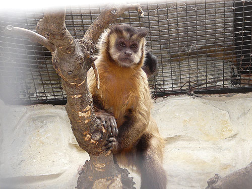 Brown capuchin in Kishinev Zoo