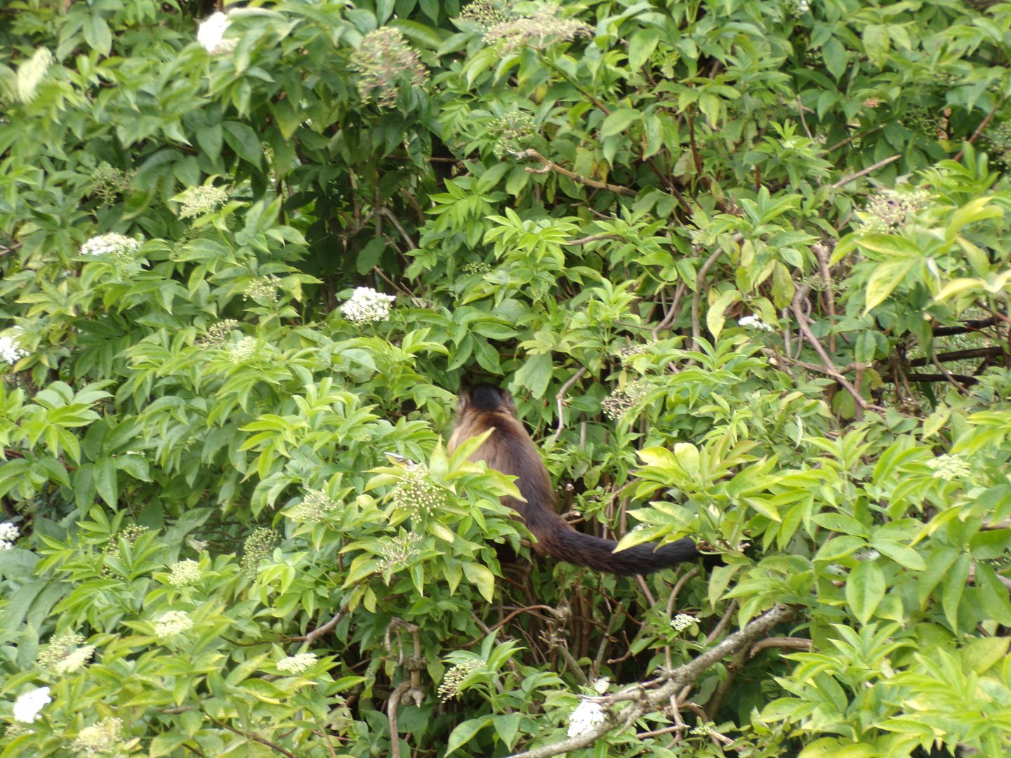 Brown capuchin in the bushes 18.7.25