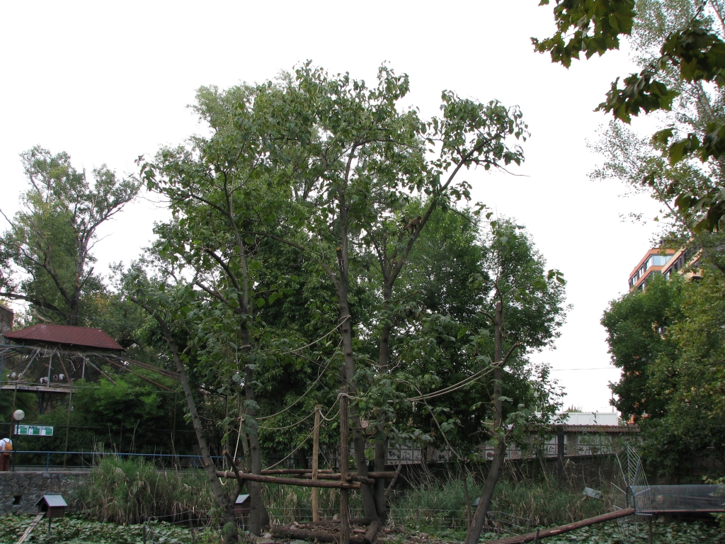 Brown capuchin in the tree