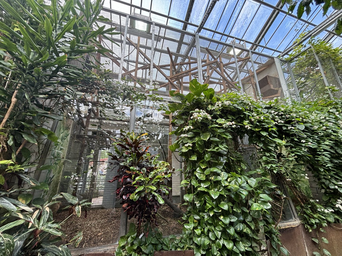 Brown Capuchin Indoor Enclosure