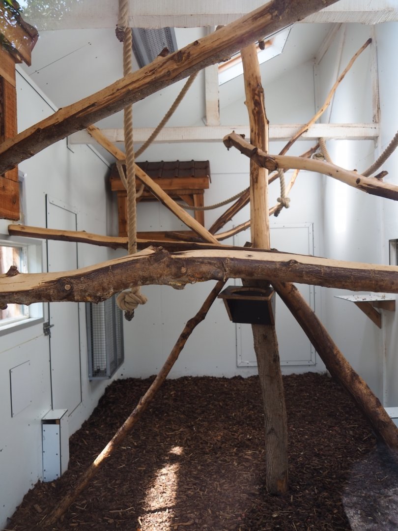 Brown capuchin indoor housing