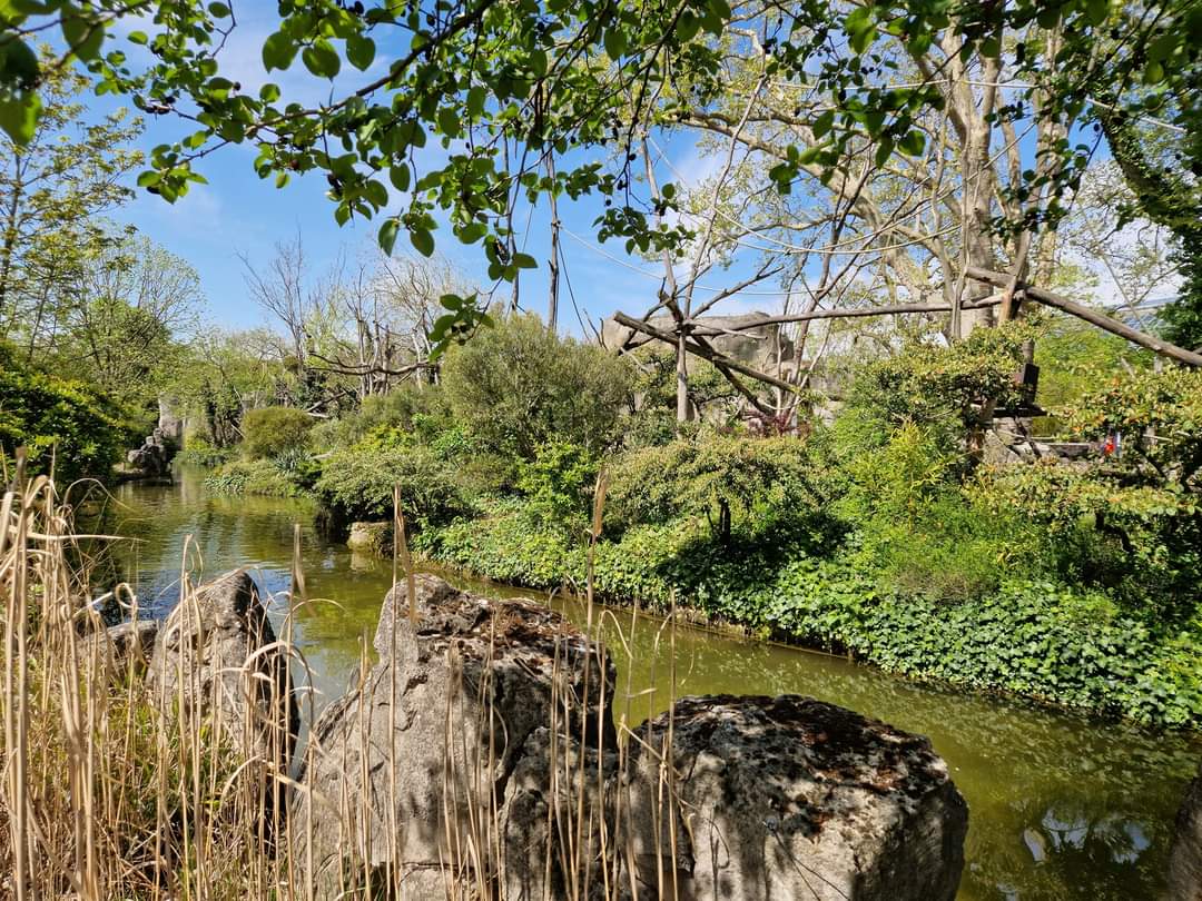 Brown Capuchin Island