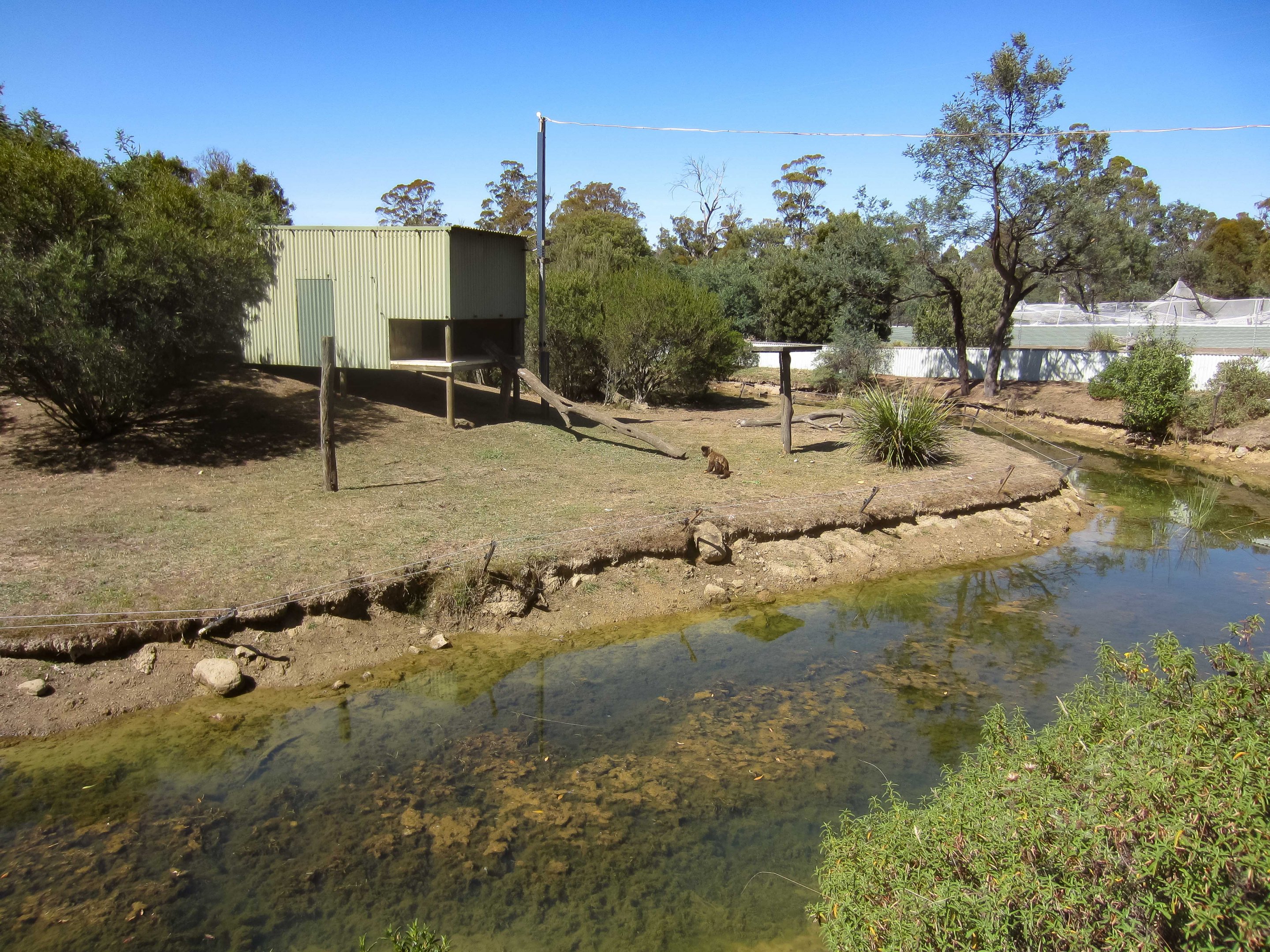 Brown Capuchin Island