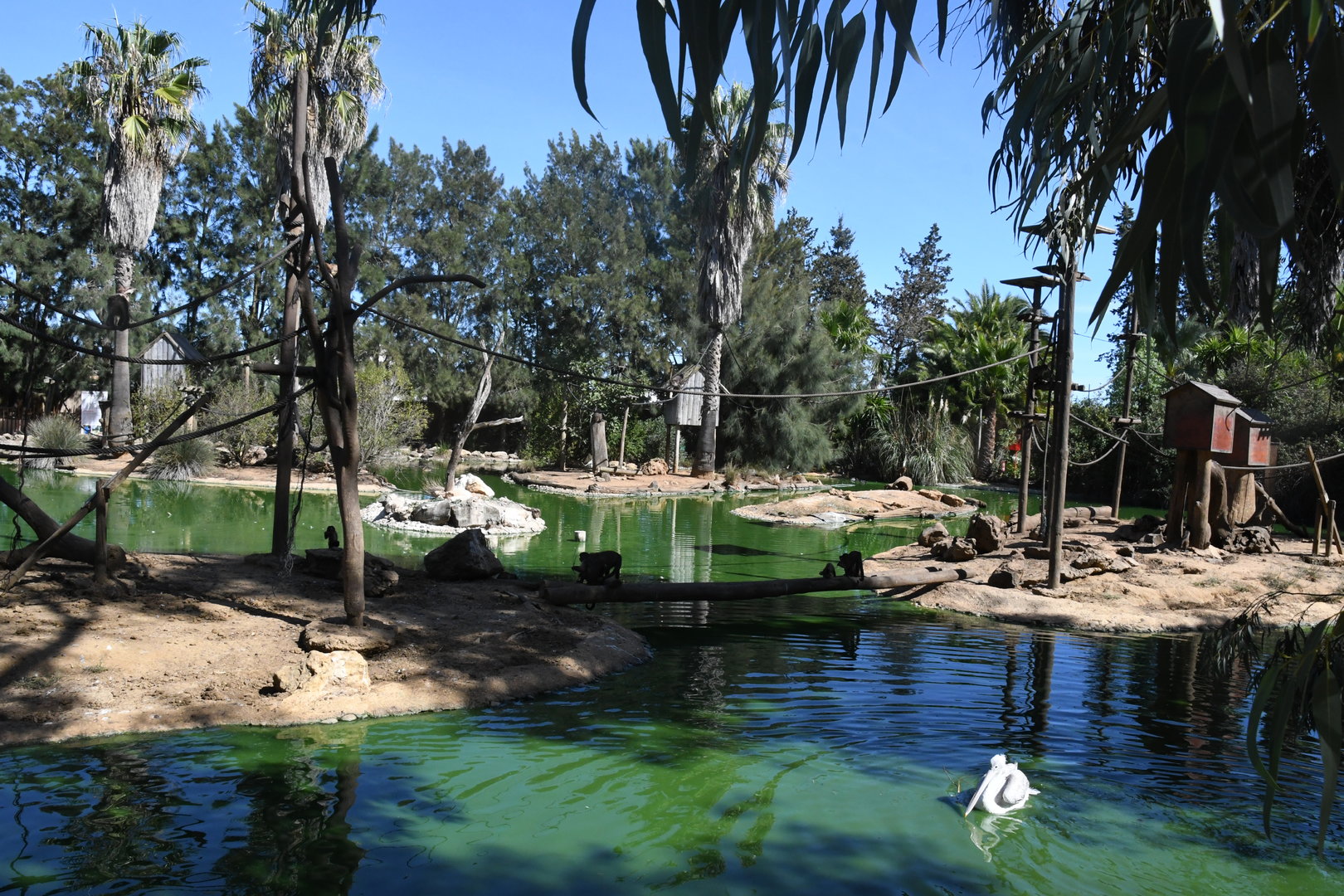 Brown Capuchin Islands