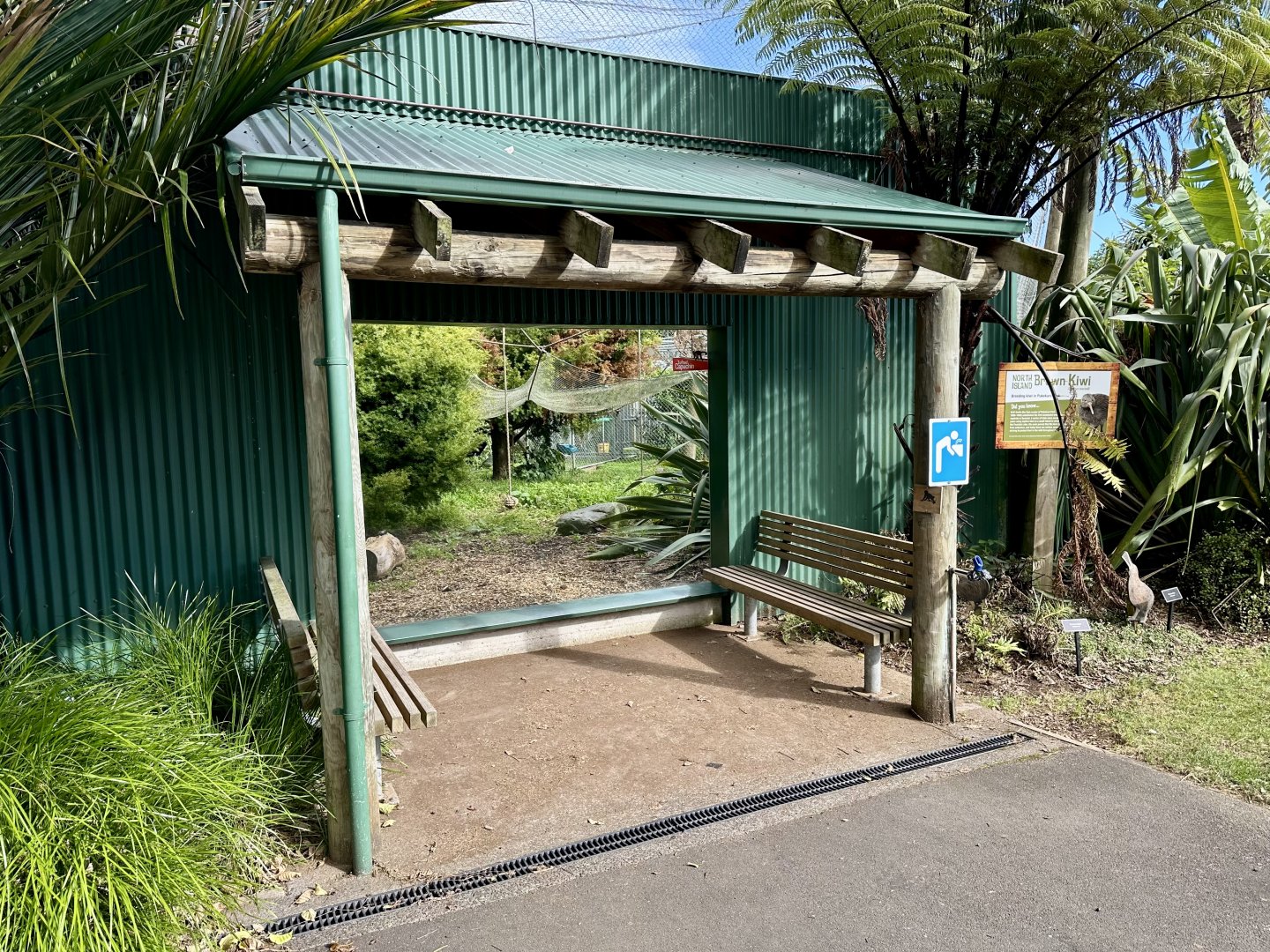 Brown Capuchin (Lower Viewing Window)