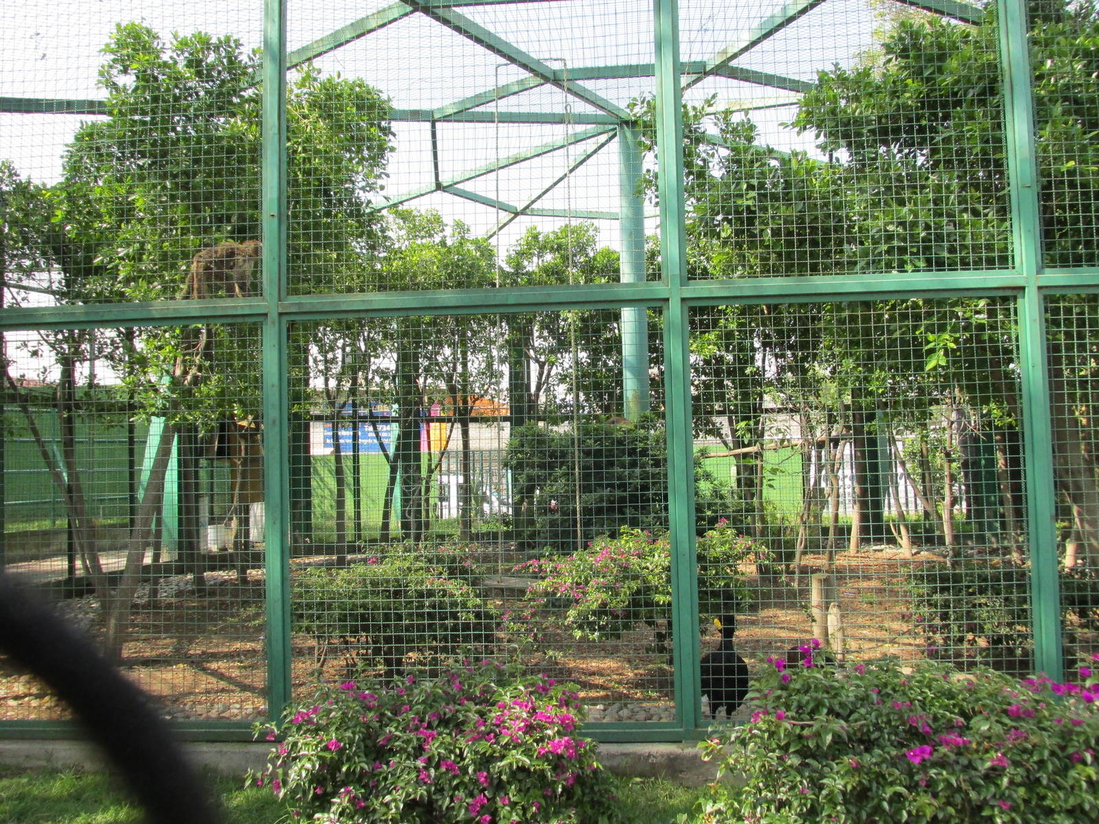brown capuchin monkey and currasow exhibit neza zoo