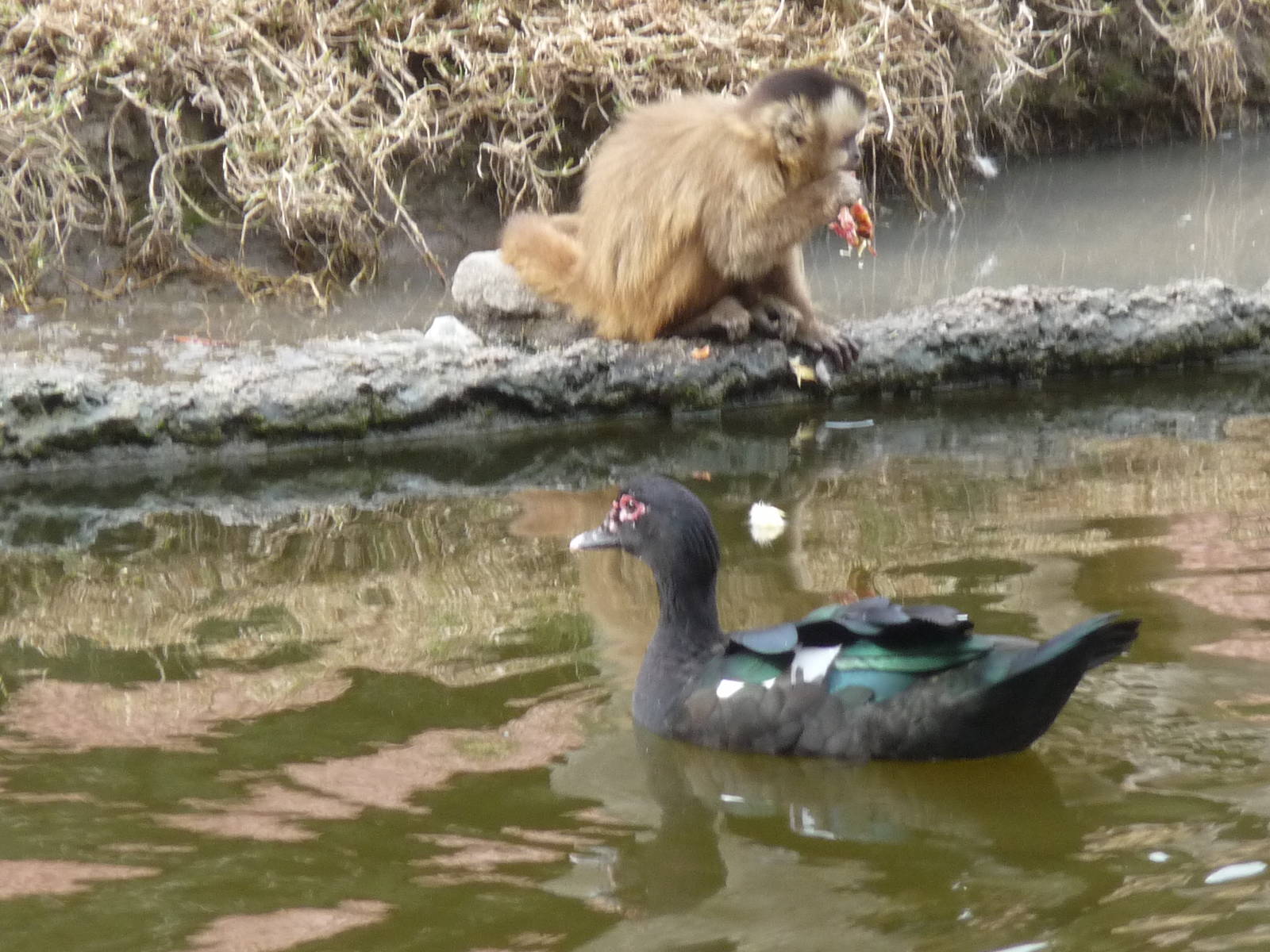 BROWN CAPUCHIN MONKEY AND MUSCOVY DUCK  BUENOS AIRES ZOO