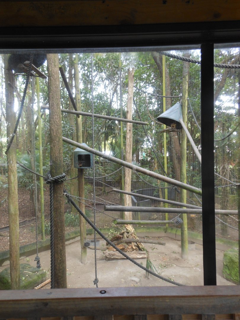 Brown Capuchin Monkey exhibit