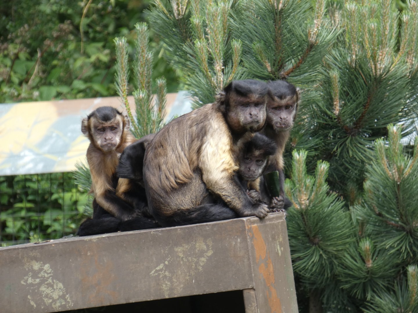 Brown capuchin monkey group