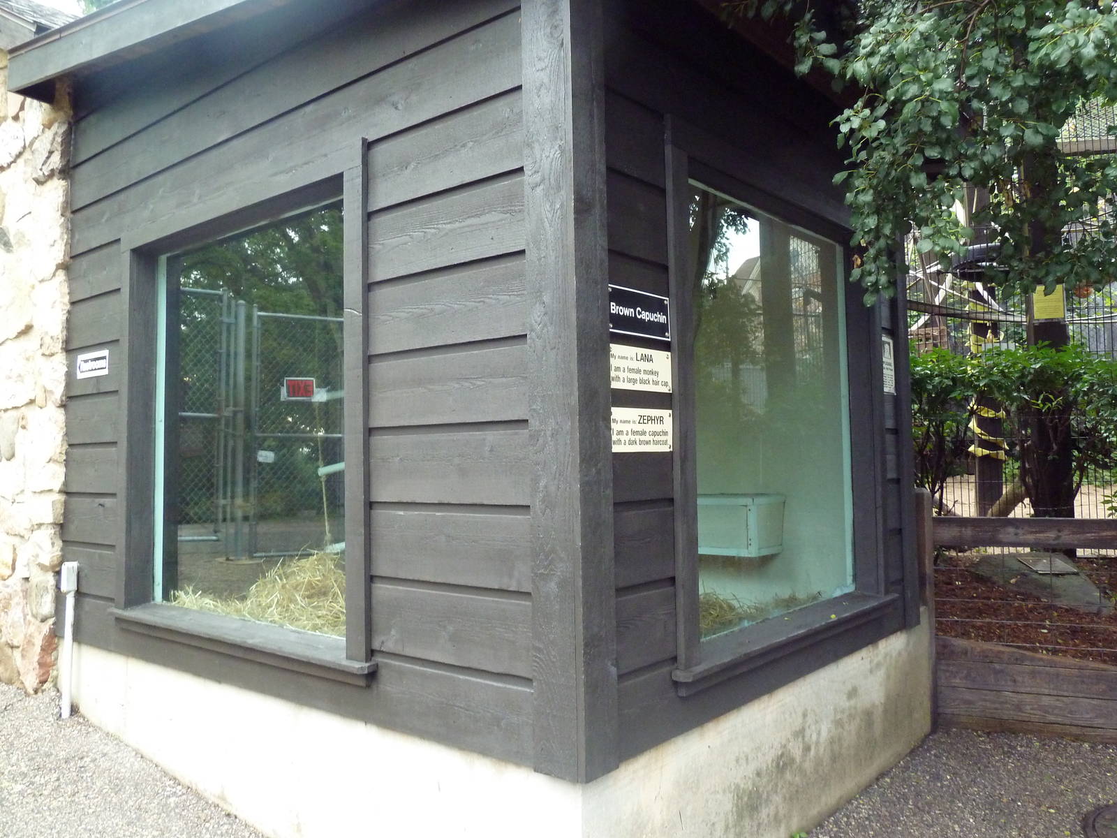 Brown Capuchin Monkey Indoor Exhibit