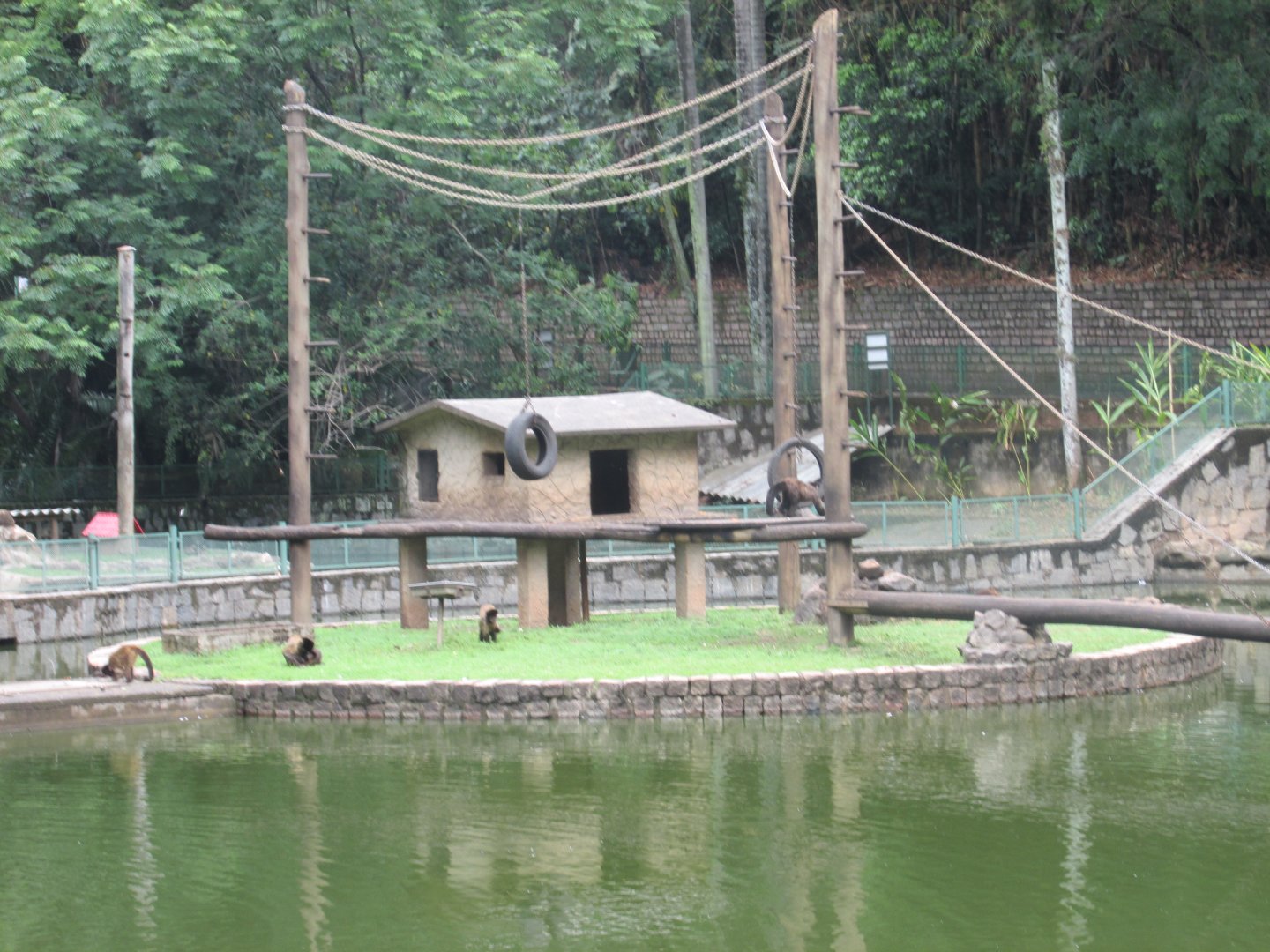 brown capuchin monkey island exhibit