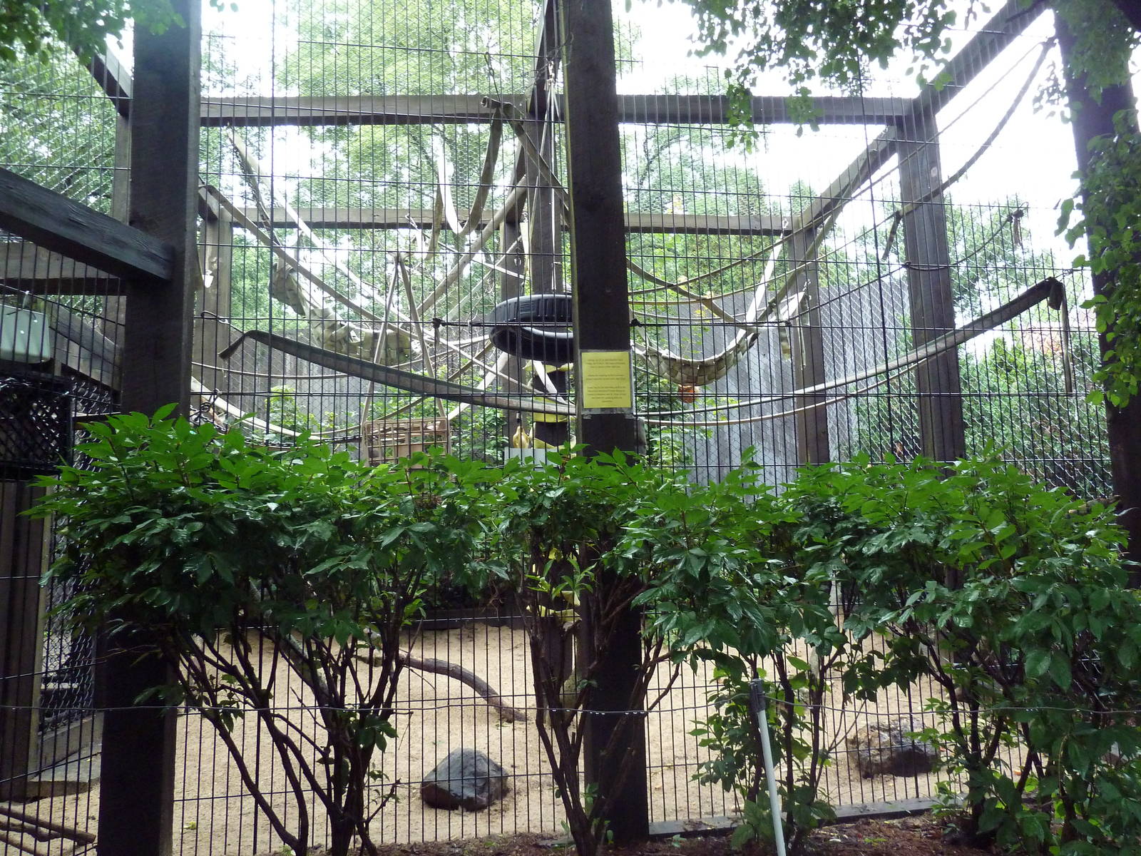 Brown Capuchin Monkey Outdoor Exhibit