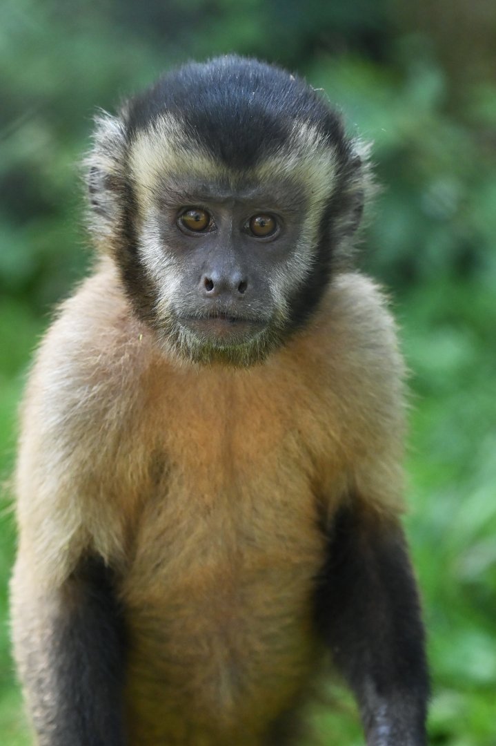 Brown capuchin monkey Sapajus apella