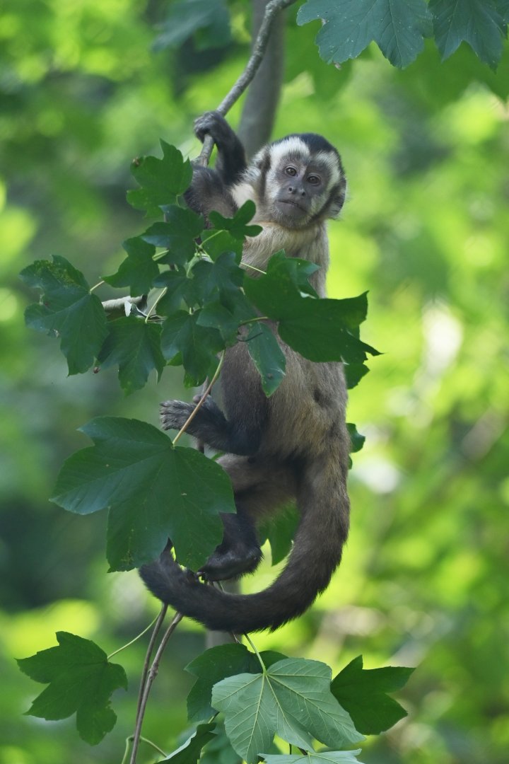 Brown capuchin monkey Sapajus apella