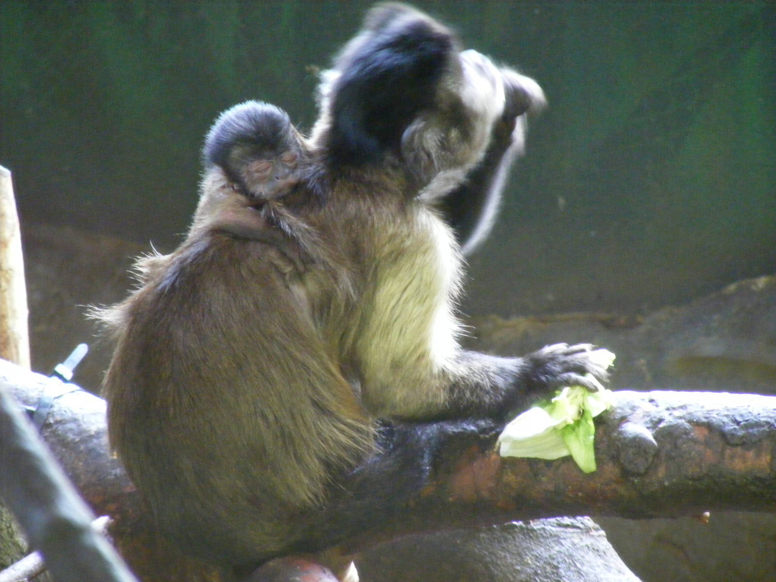 Brown capuchin monkey with baby at Edinburgh Zoo, 21 May 2010