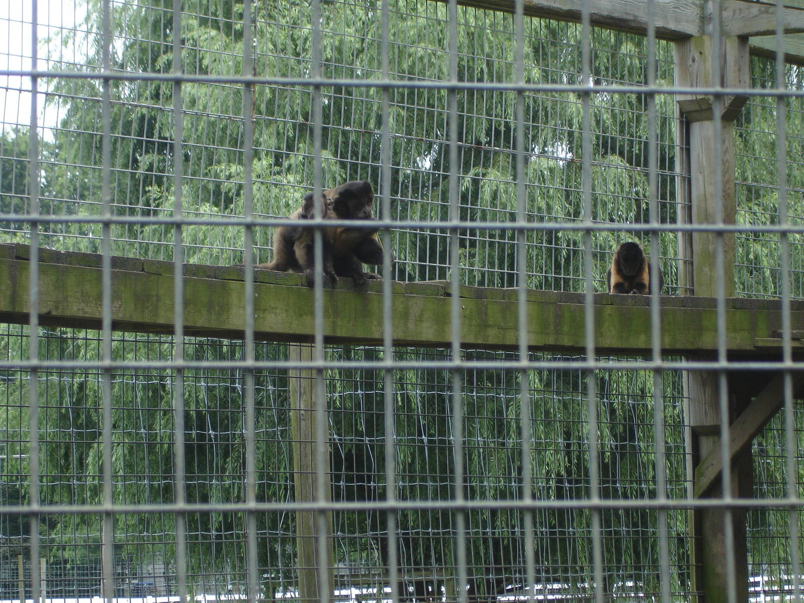 Brown Capuchin Monkey