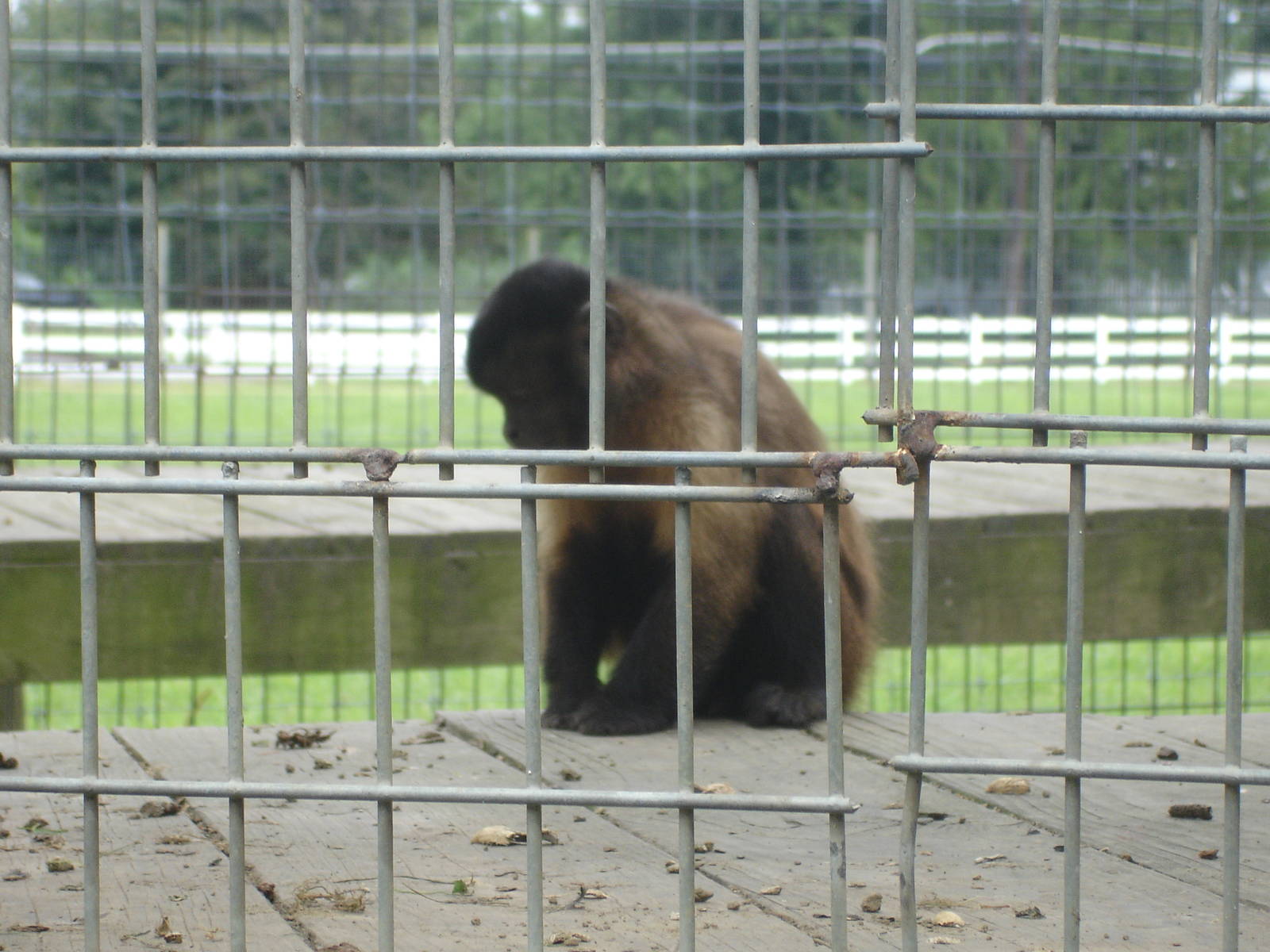 Brown Capuchin Monkey