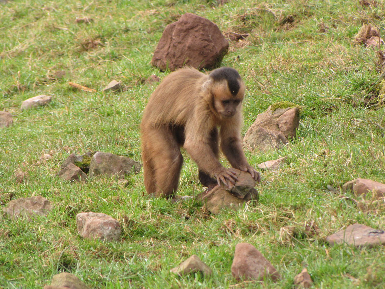 Brown Capuchin Monkey