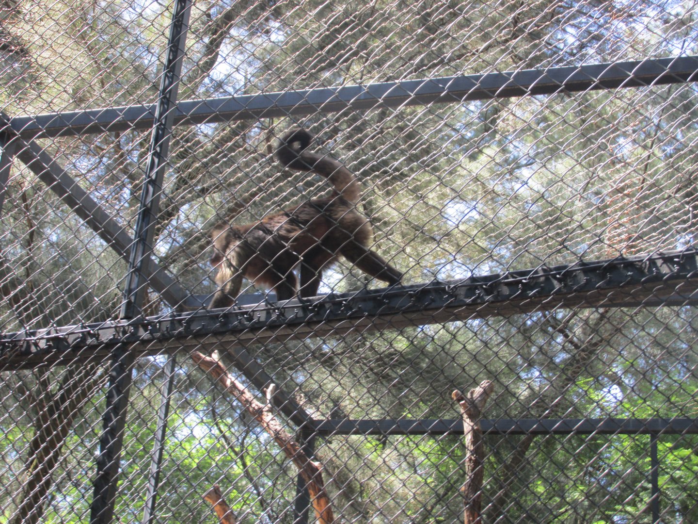 BROWN CAPUCHIN MONKEY