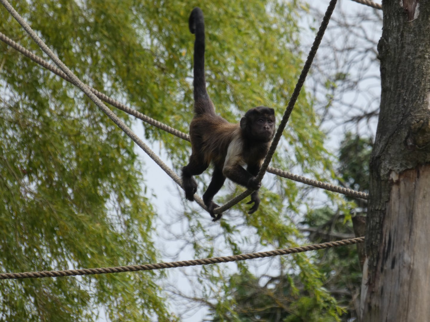 Brown capuchin monkey