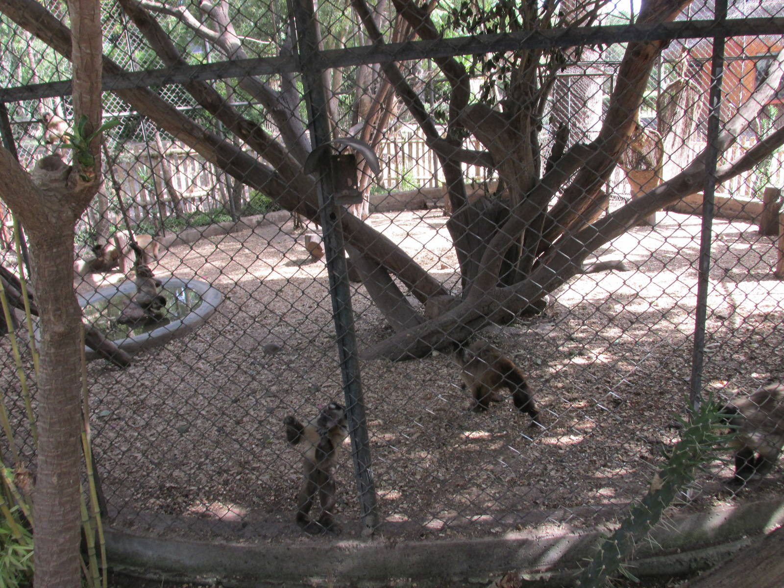 brown capuchin monkeys africam safari