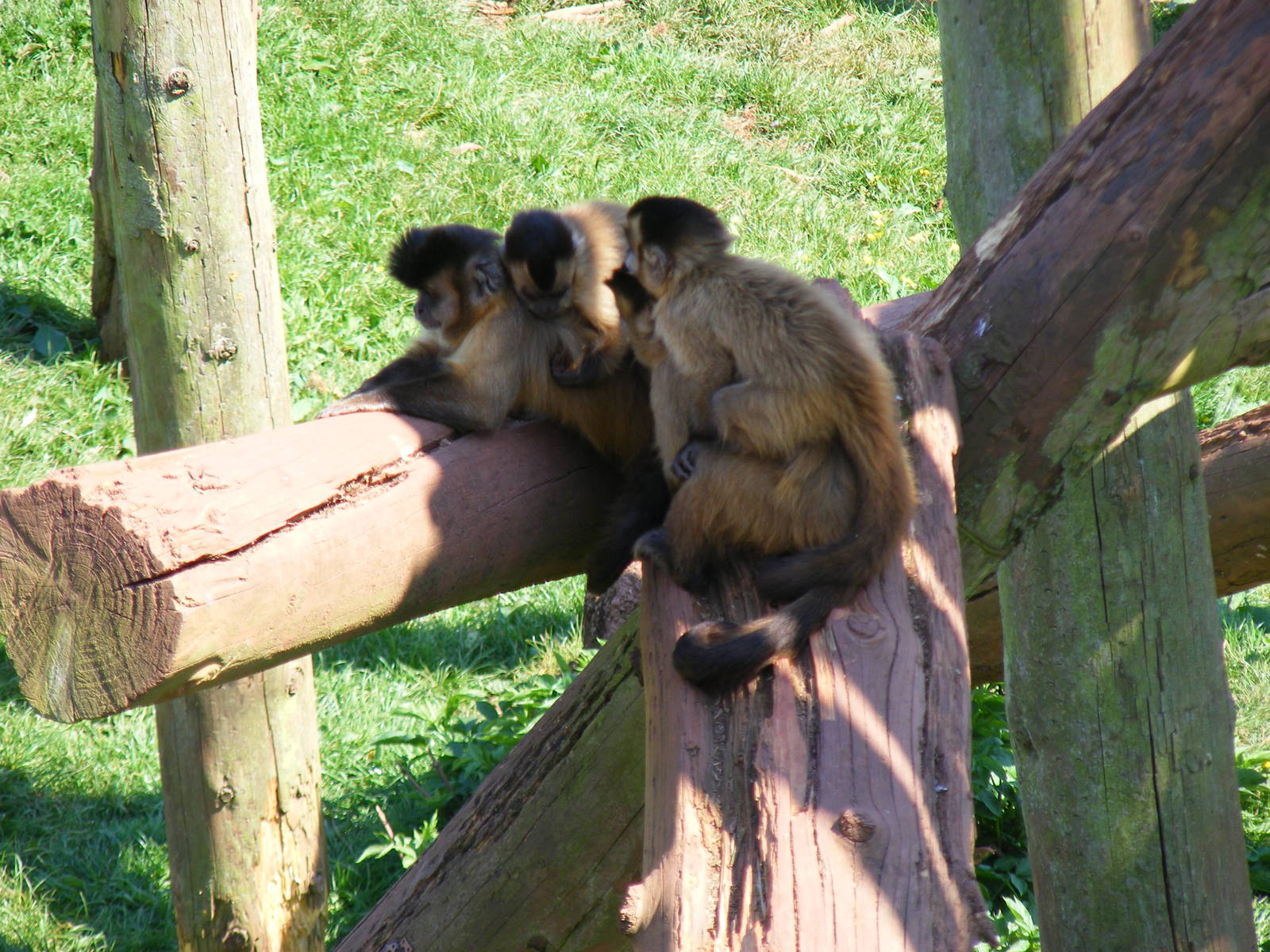Brown capuchin monkeys at South Lakes Wild Animal Park, 23 May 2010