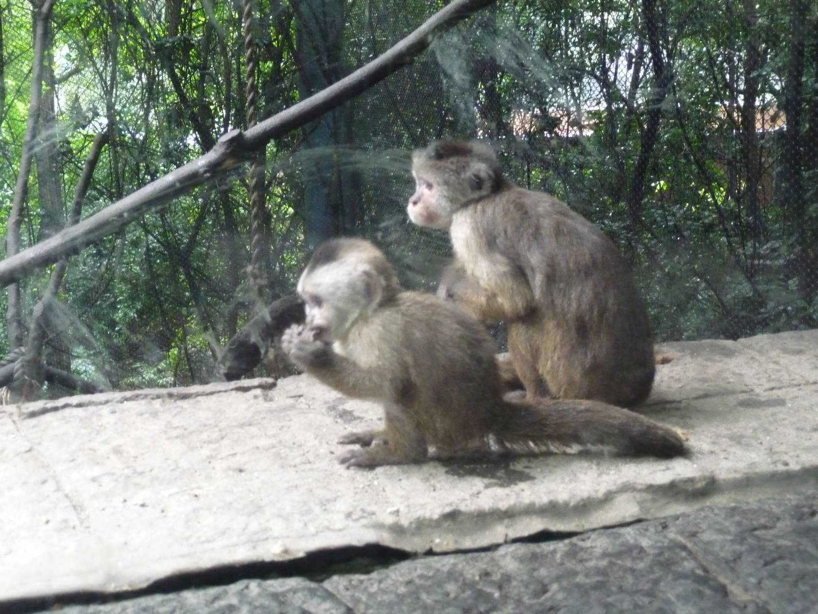 brown capuchin monkeys chapultepec zoo