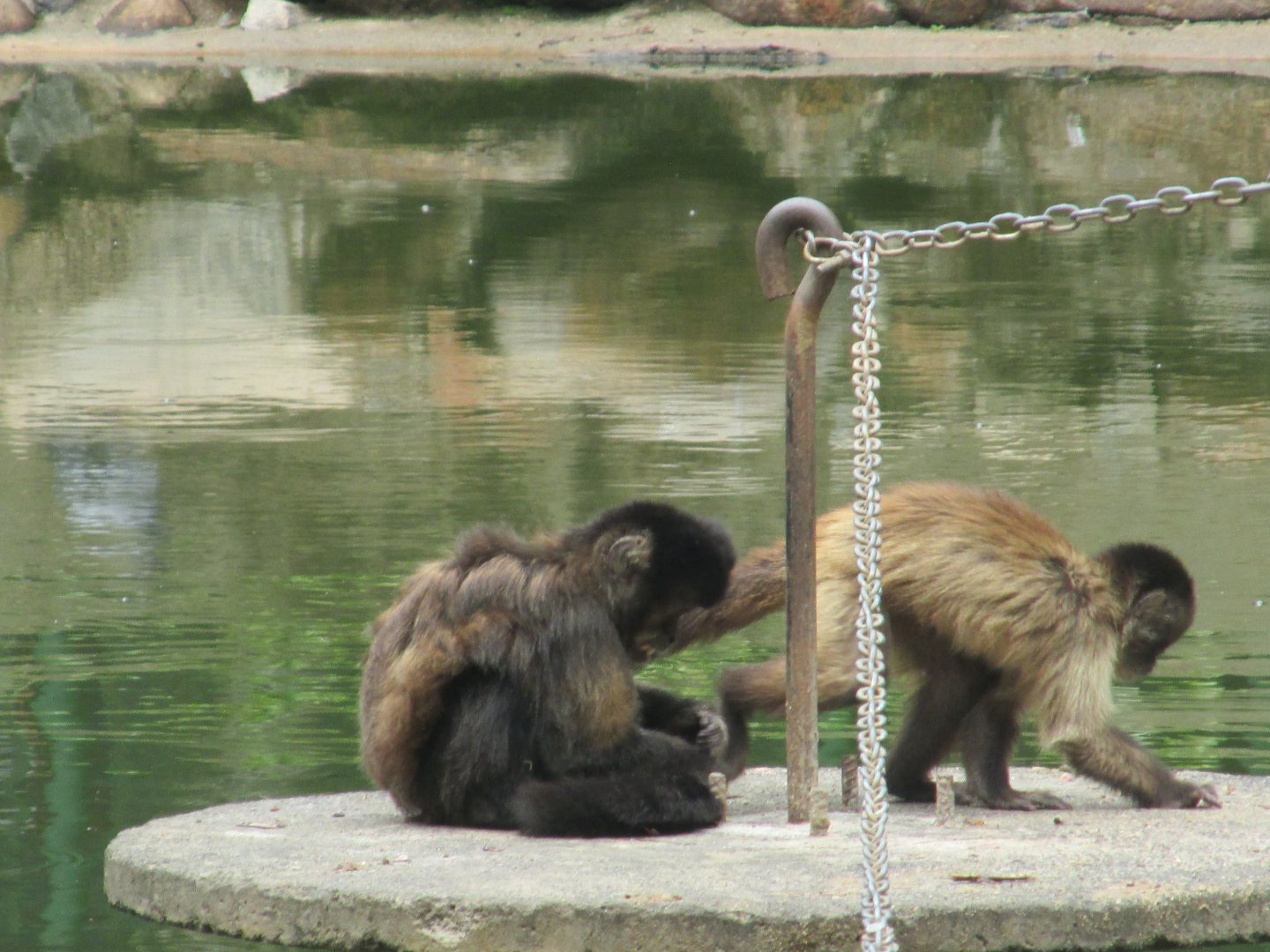 brown capuchin monkeys