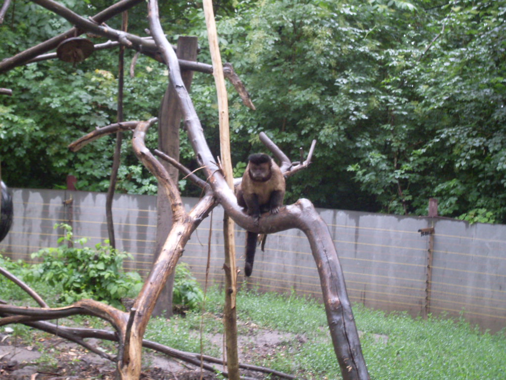 Brown capuchin outdoor exhibit