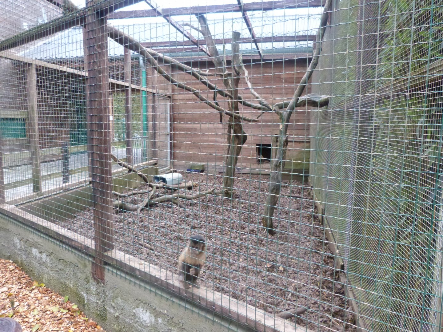 Brown capuchin - Parc animalier de Bouillon