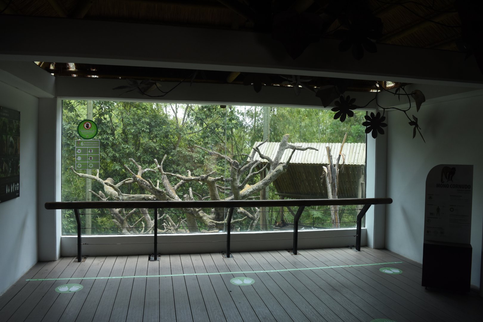 Brown capuchin (Sapajus apella) exhibit