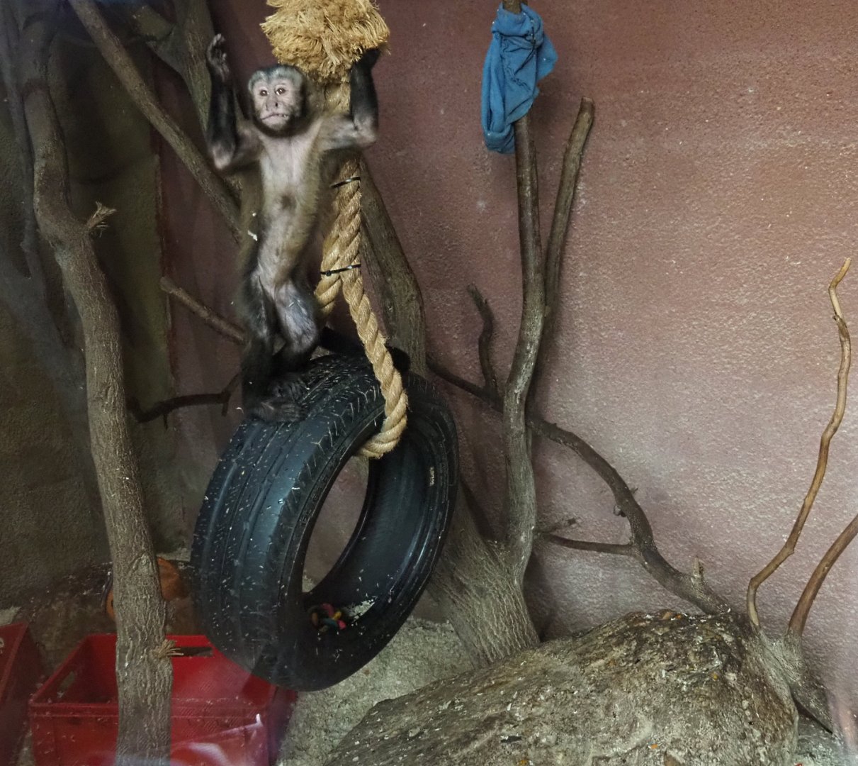 Brown capuchin (Sapajus apella) Mikey (Aug 28th, 2018)