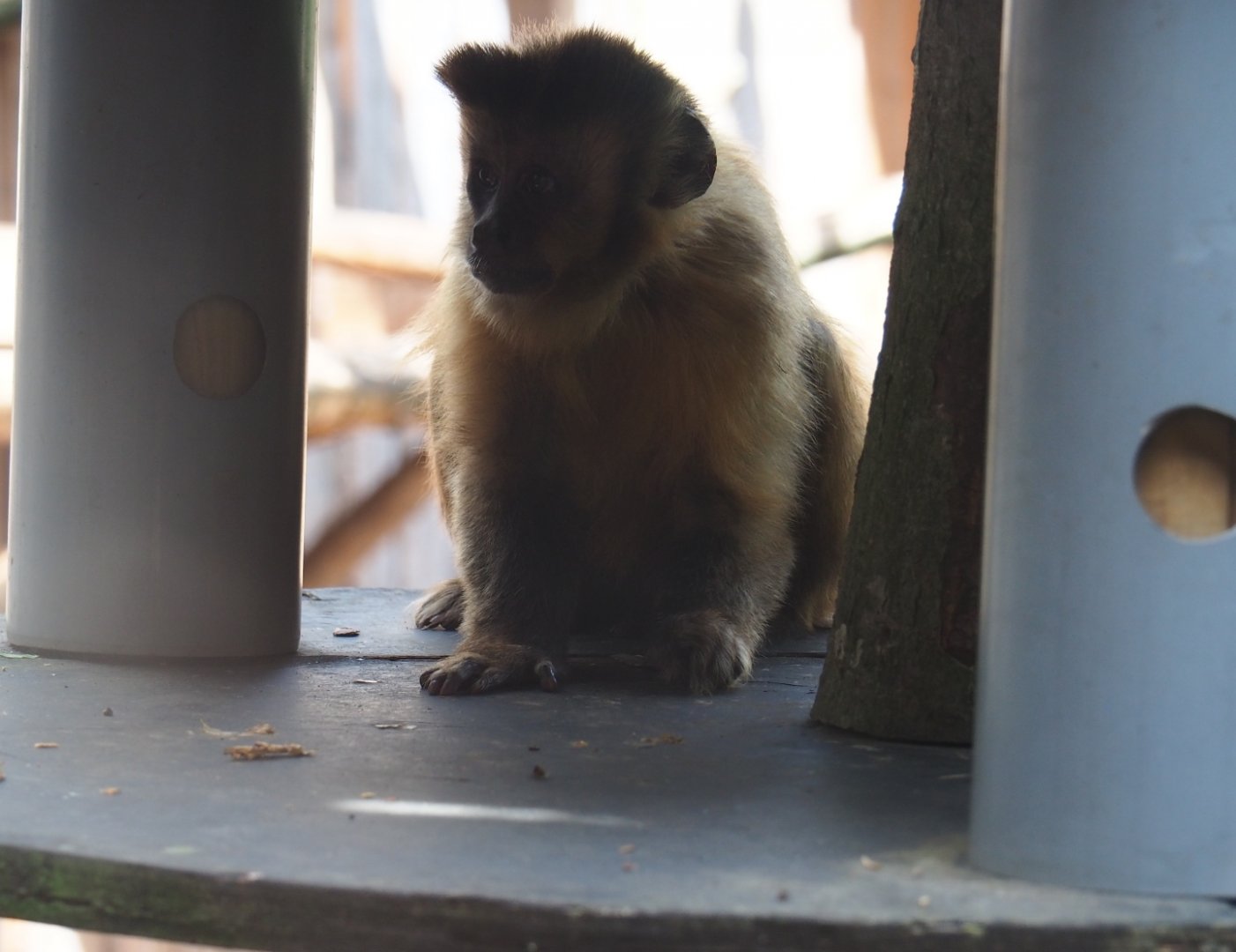 Brown capuchin (Sapajus apella)