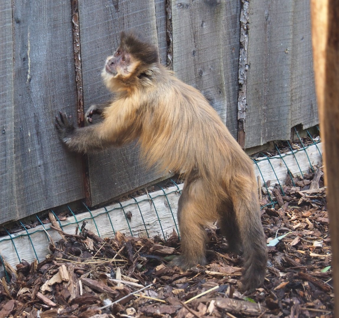 Brown capuchin (Sapajus apella)
