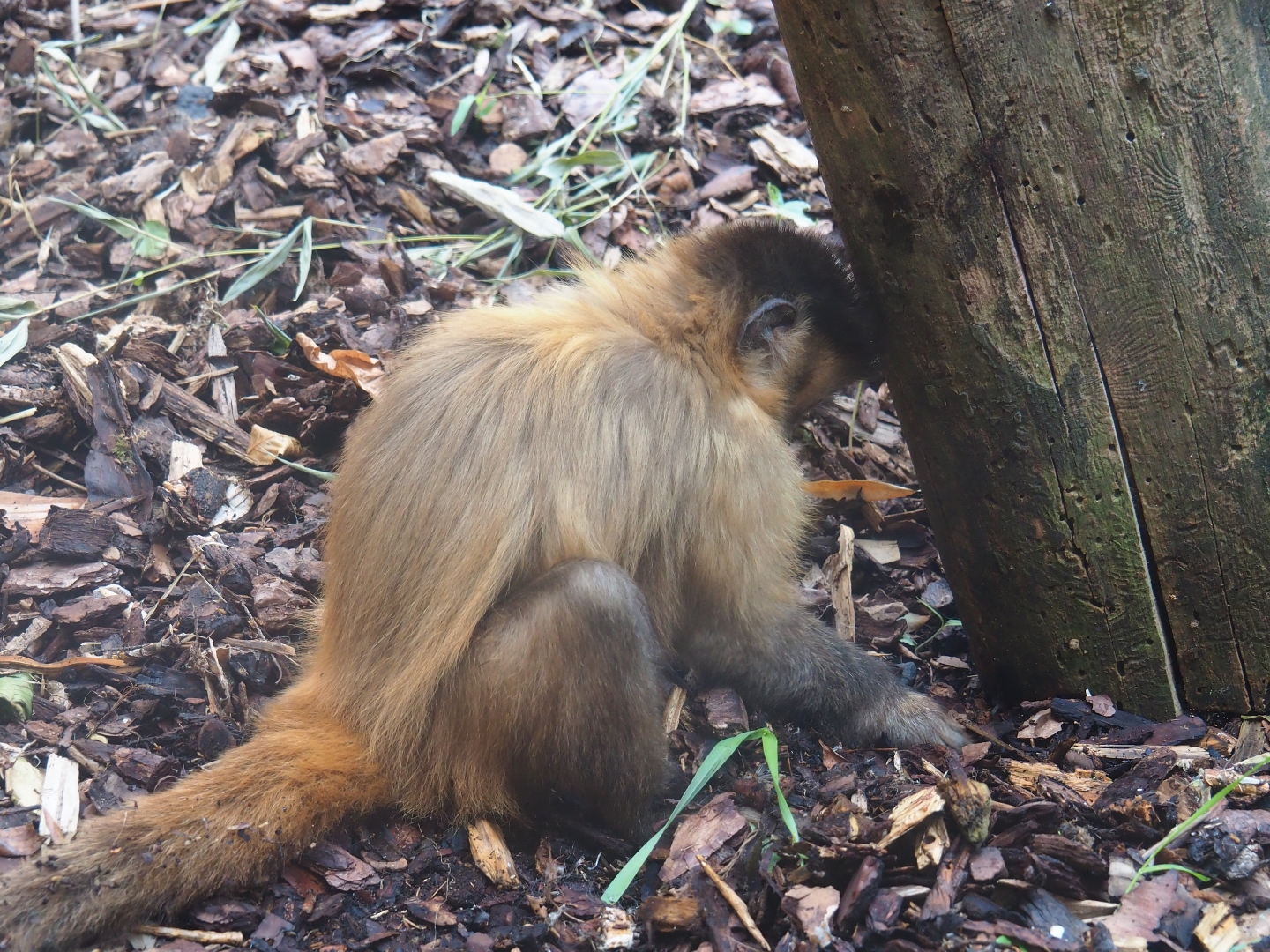Brown capuchin (Sapajus apella)
