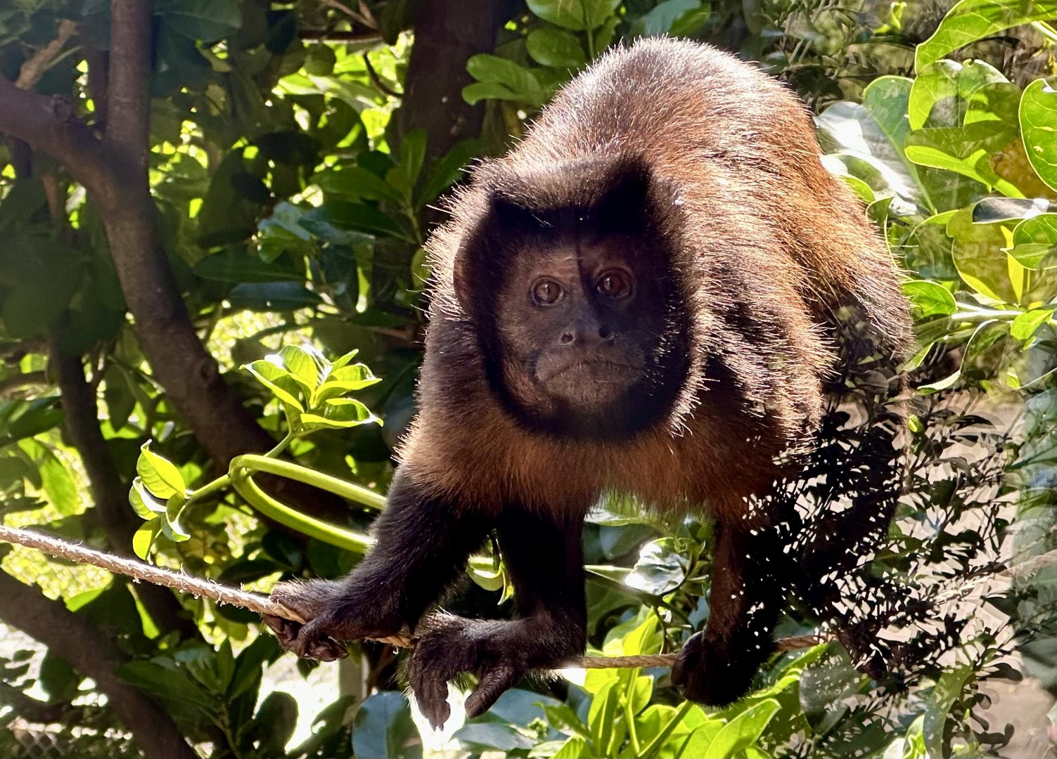 Brown capuchin (Sapajus apella)