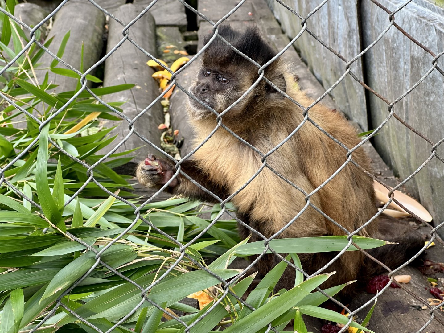 Brown capuchin (Sapajus apella)
