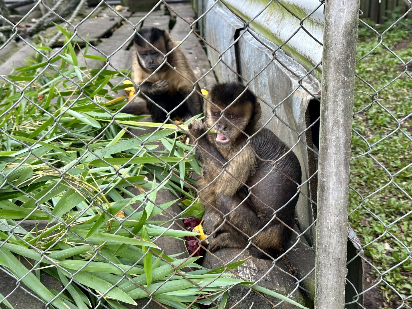 Brown capuchin (Sapajus apella)