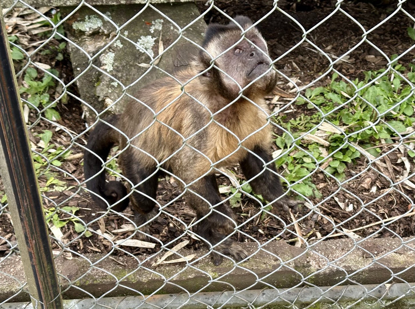 Brown capuchin (Sapajus apella)