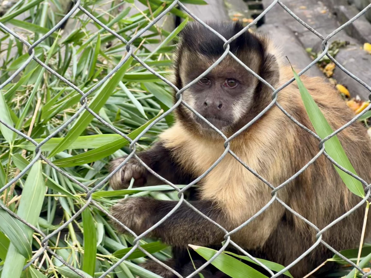 Brown capuchin (Sapajus apella)